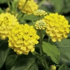 Lantana 'Calippo Gold' – żółta lantana